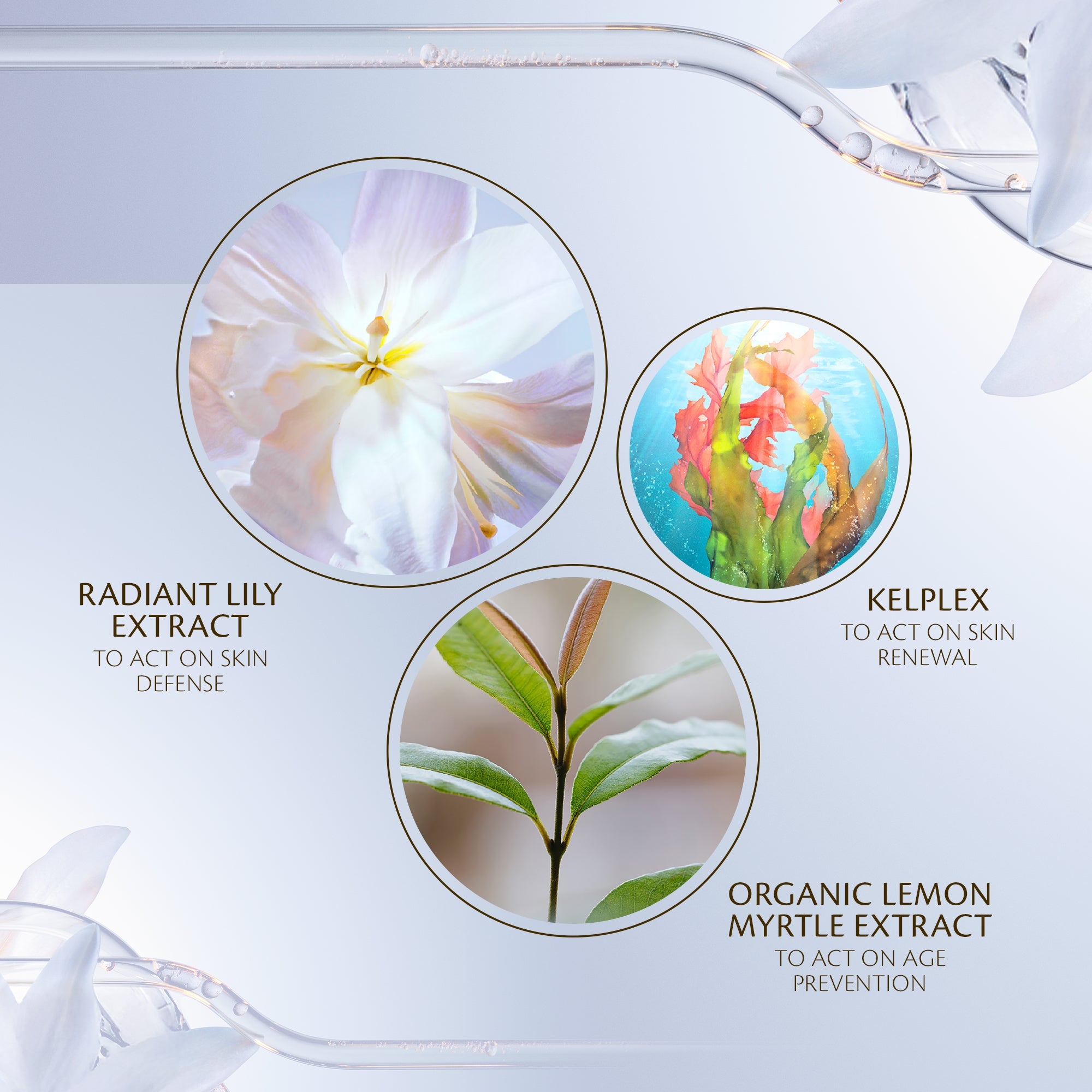 s/files/1/0911/6739/2086/files/10121524101_5.jpg?v=1772623954