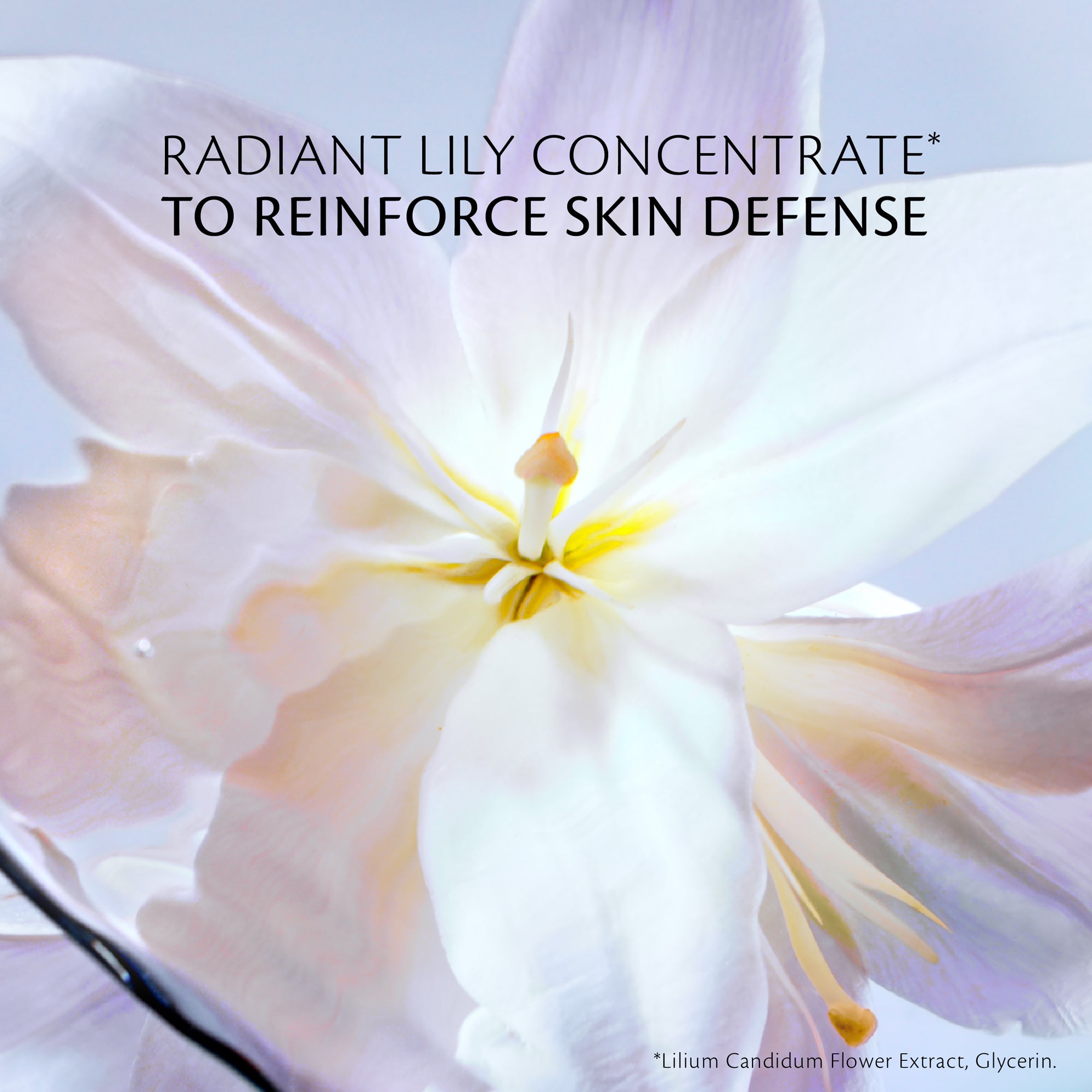 s/files/1/0911/6739/2086/files/10121525101_6.jpg?v=1772624000